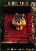 Squirrel Greeting Card