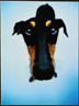 Doberman Greeting Card