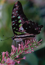 Butterfly Card
