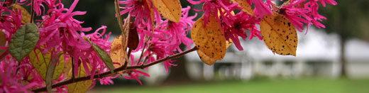 Specialized Integrated Treatment for Addiction and Trauma