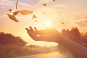Open hands releasing a dove with a sunny sky with birds