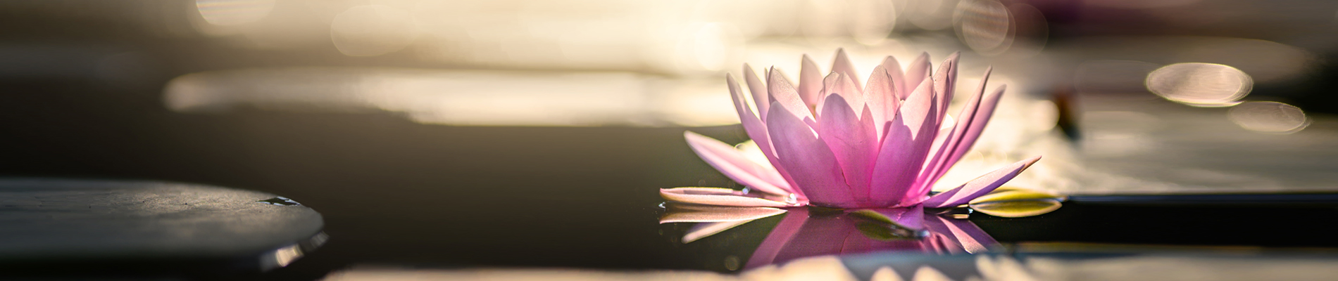 Flower floating in water