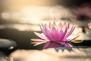 Flower floating in water