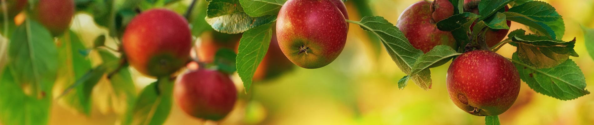 Apple tree with ripening apples