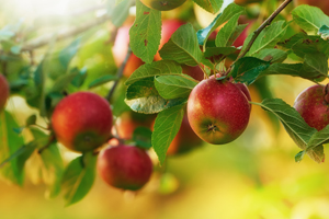 Apple tree with ripening apples
