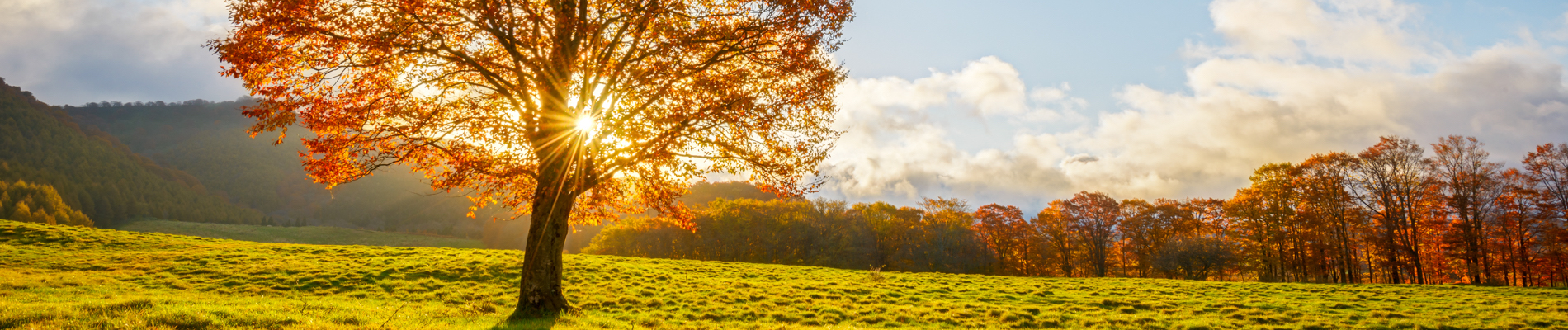 Large single tree in a field surrounded by a forest