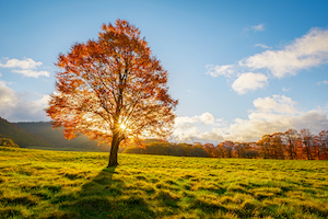 Large single tree in a field surrounded by a forest