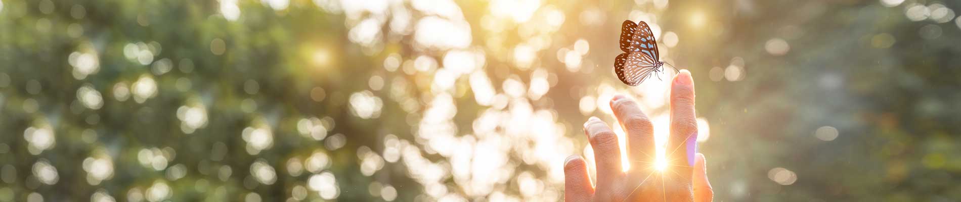 fingers raised with butterfly on one finger with sunlight shinning through a tree canopy