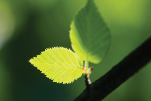 Green leaves on a branch