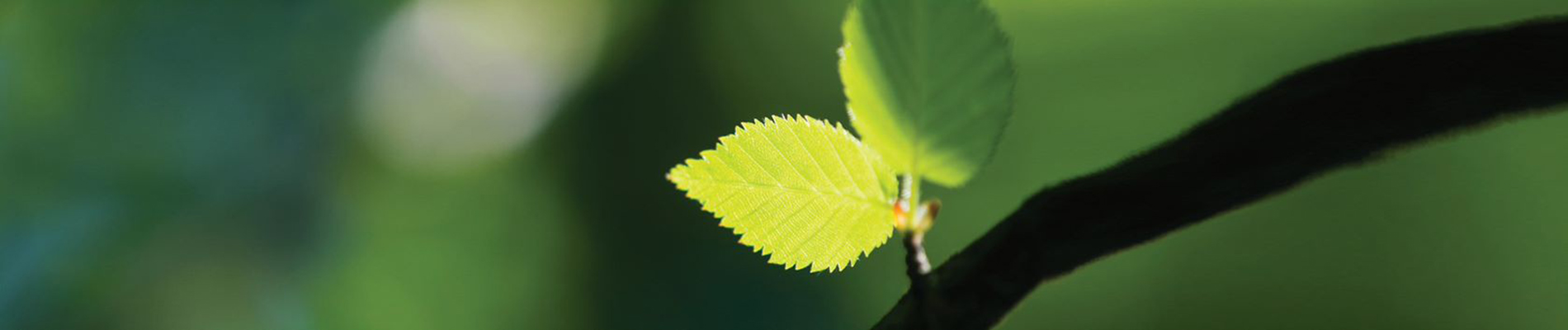 Green leaves on a branch