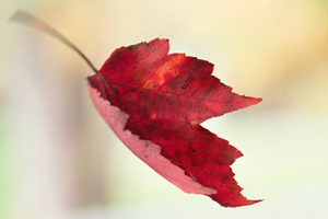 Fall Leaves