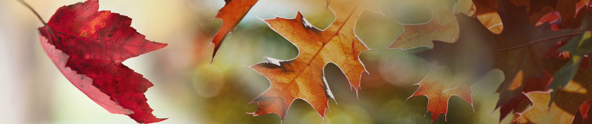 Fall Leaves