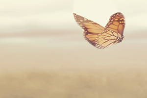 a Monarch Butterfly in flight on a semi-cloudy day