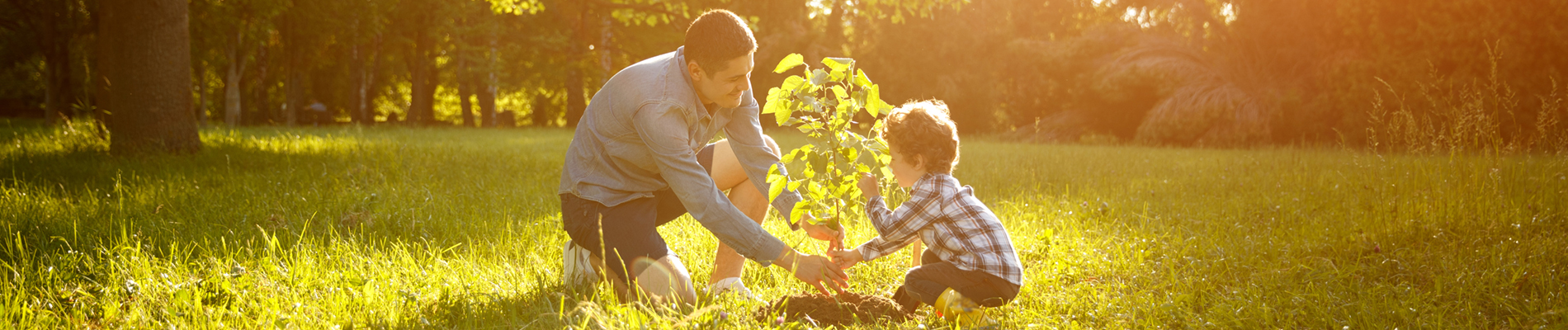 father and son planting a tree in a wooded area clearing